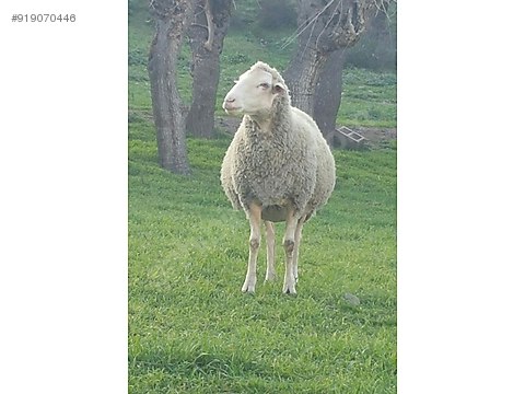 Kuzu Sahibinden Satilik Balikesir Merinos Koyun Koc Ve Kuzulari Sahibinden Comda 919070446