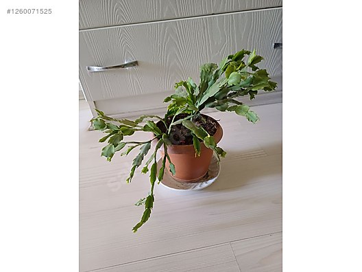 Used & Brand New Items / Garden & Home Improvement / Garden / Plants & Flowers / Flowering Plants