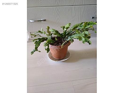 Used & Brand New Items / Garden & Home Improvement / Garden / Plants & Flowers / Flowering Plants