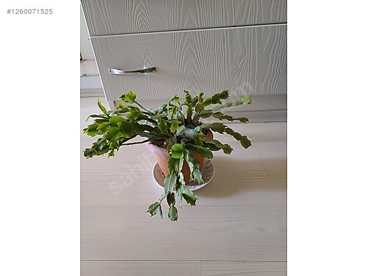 Used & Brand New Items / Garden & Home Improvement / Garden / Plants & Flowers / Flowering Plants