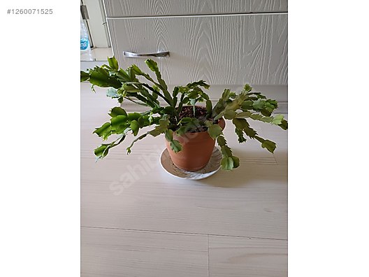 Used & Brand New Items / Garden & Home Improvement / Garden / Plants & Flowers / Flowering Plants