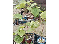 çavuş ve Trakya İlkeren üzüm fidanı 1 yaş