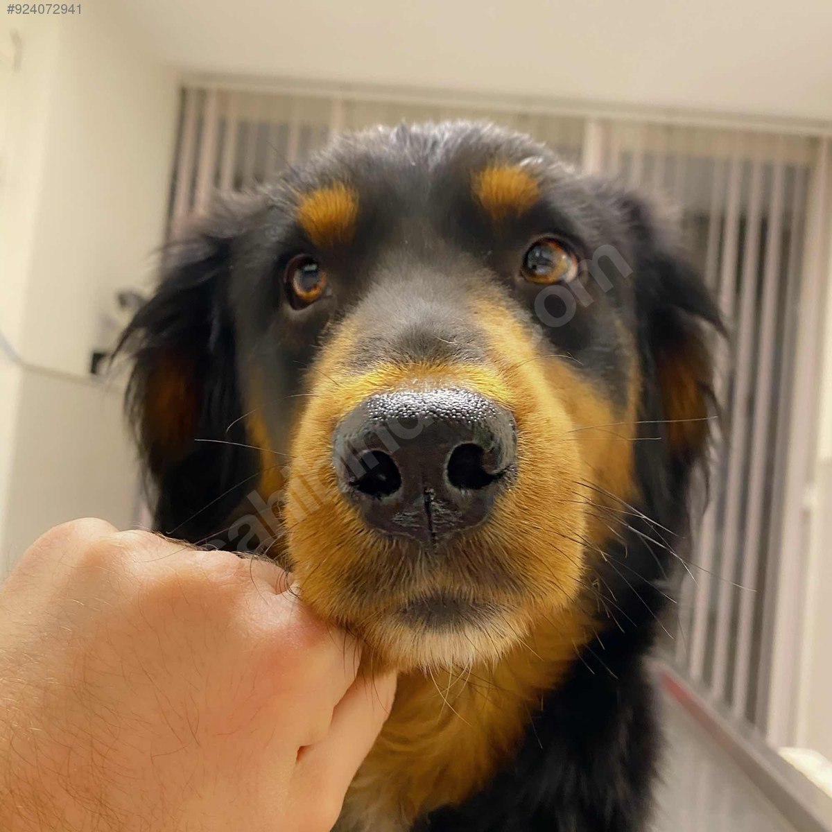 sahibinden com köpek