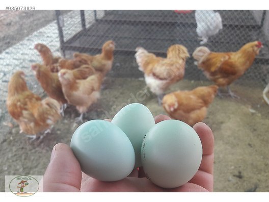 Kuluckalik Yumurta Buff Ameraucana Kuluckalik Yumurta Sahibinden Comda 935073829 Kuluckalik Yumurta Buff Ameraucana Kuluckalik Yumurta Sahibinden Comda 935073829