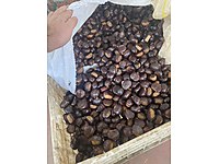 EGE BÖLGESİNDEN ULTRA KALİTE AŞI KESTANE