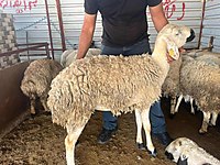 HER BÜTÇEYE UYGUN ANKARA ADAKLIK KURBANLIK KOYUN #1222076489