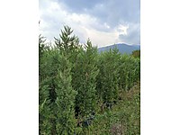 SAHİBİNDEN 200-225CM LEYLANDİ