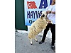 Hayvanlar Alemi / Küçükbaş Hayvanlar / Koyun