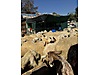 Hayvanlar Alemi / Küçükbaş Hayvanlar / Koyun
