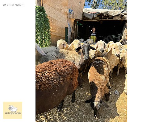 Hayvanlar Alemi / Küçükbaş Hayvanlar / Koyun