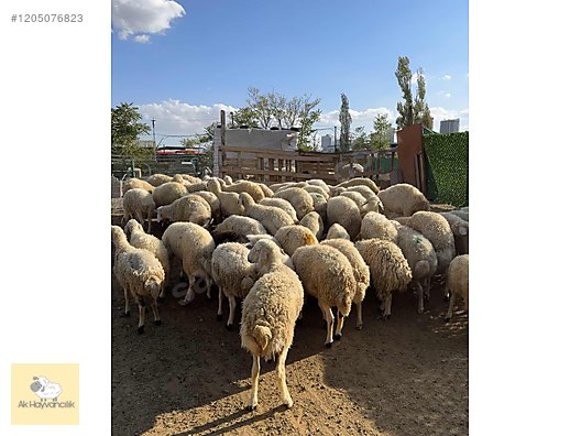 Hayvanlar Alemi / Küçükbaş Hayvanlar / Koyun