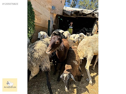 Hayvanlar Alemi / Küçükbaş Hayvanlar / Koyun