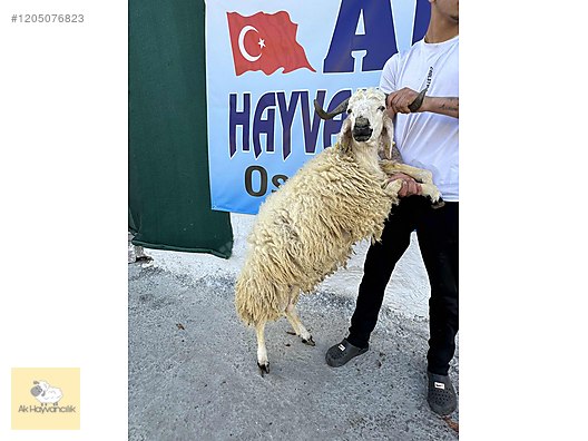 Hayvanlar Alemi / Küçükbaş Hayvanlar / Koyun