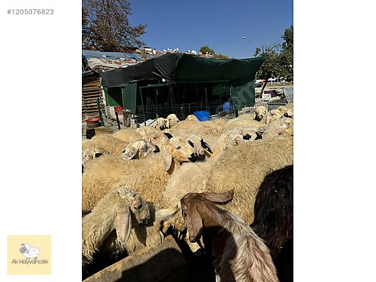 Hayvanlar Alemi / Küçükbaş Hayvanlar / Koyun