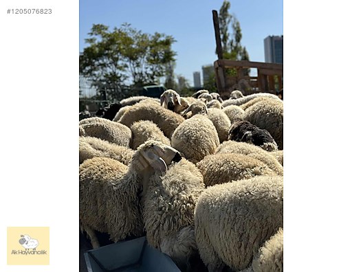 Hayvanlar Alemi / Küçükbaş Hayvanlar / Koyun