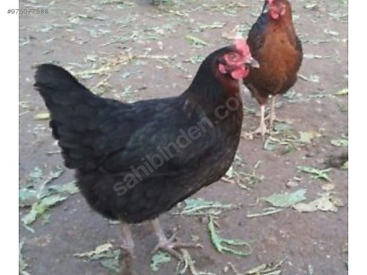 I99jxtteq7c89m I99jxtteq7c89m