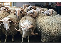 şok kampanya 9000tl ADAK KURBAN / ŞÜKÜR KURBANI ÖZGÜR ADAK #1202078203