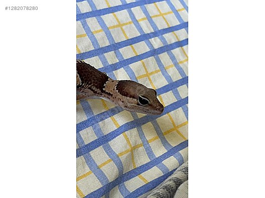 Pets & Livestock / Reptiles / Lizards