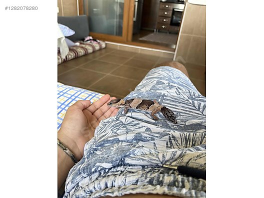 Pets & Livestock / Reptiles / Lizards