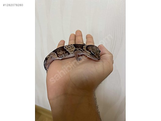Pets & Livestock / Reptiles / Lizards