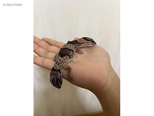 Pets & Livestock / Reptiles / Lizards