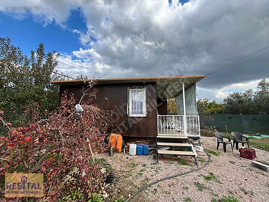 GÜRSU KAZIKLI KÖYÜNDE SATILIK VERİMLİ ARMUT BAHÇESİ