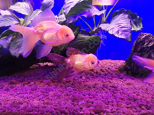 japon baliklari oranda oranda ankara sahibinden comda 976079834 japon baliklari oranda oranda ankara sahibinden comda 976079834