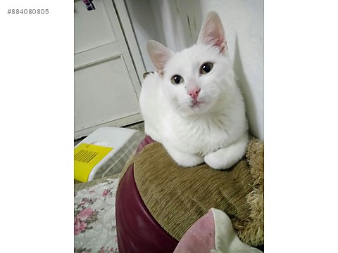 Kedi Ankara Pamuk Ogluma Yuva Ariyorum Sahibinden Comda 884080805