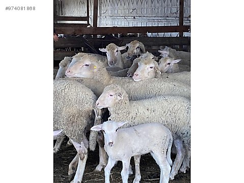 koyun kuzulu merinos koyun sahibinden comda 974081868 koyun kuzulu merinos koyun sahibinden comda 974081868