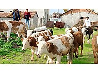 ankara satilik buyukbas hayvanlar ilanlari ve fiyatlari sahibinden com da 5