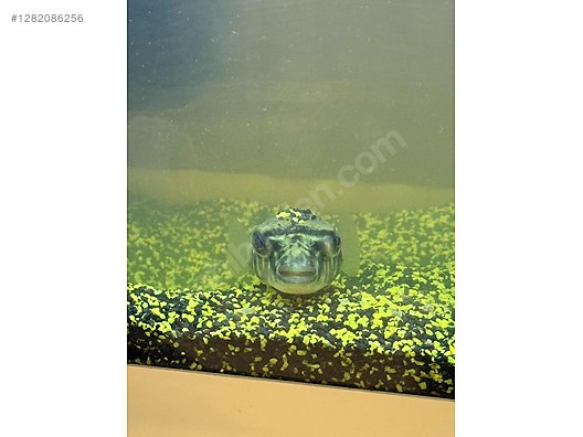 Hayvanlar Alemi / Deniz Canlıları / Deniz Balıkları