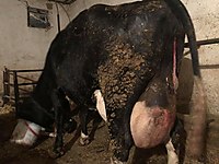 Satilik Buyukbas Hayvanlar Ilanlari Ve Fiyatlari Sahibinden Com Da