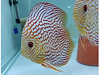 Discus Cichlidler Akvaryum Baliklari Cesitleri Ve Fiyatlari Sahibinden Com Da 3