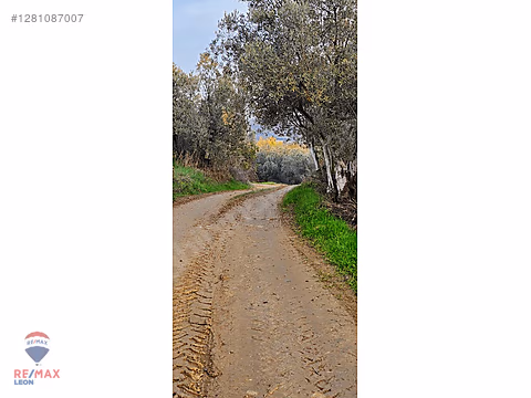REMAX LEON Trilye ' de 1072 M2 Satılık Zeytinlik #1281087007