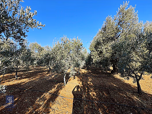 İZNİK DIRAZALİDE ANAYOLA VE KÖYE YAKIN SATILIK ZEYTİNLİK