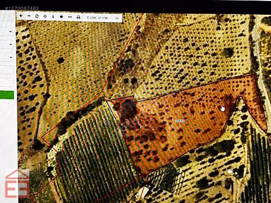 EBRU EMLAK'TAN IŞIKLI'DA ASFALT ÜZERİ 6.900 M2 İÇİ DOLU ARAZİ #1270087483