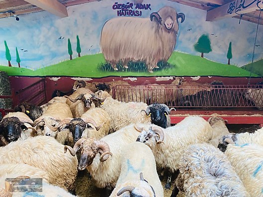 Pets & Livestock / Small Livestock / Rams