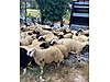Pets & Livestock / Small Livestock / Lambs