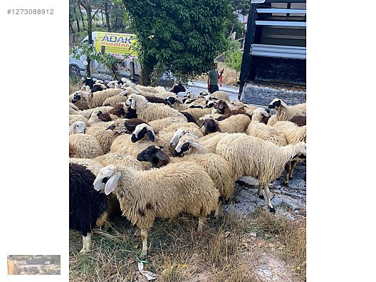 Pets & Livestock / Small Livestock / Lambs