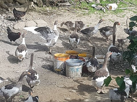 Kaz Satilik Kazlar Sahibinden Comda 822089008