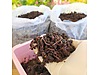 Pets & Livestock / Reptiles / Earthworm