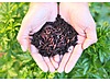 Pets & Livestock / Reptiles / Earthworm