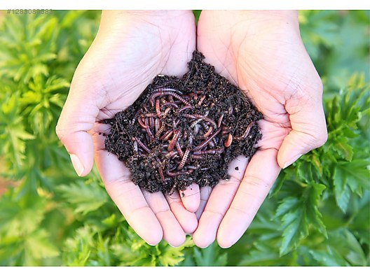 Pets & Livestock / Reptiles / Earthworm