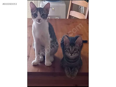 kedi tekir cok acil yuva sahibinden comda 983090053 kedi tekir cok acil yuva sahibinden comda 983090053