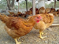 Kemalpasa Satilik Tavuk Cinsleri Ve Fiyatlari Sahibinden Com Da