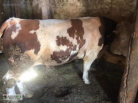 boga kars hayvan pazarindan koylerden hayvan temini uygun 05550152536 sahibinden comda 939090938