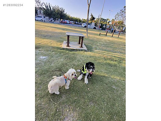 İkinci El ve Sıfır Alışveriş / Cep Telefonu & Aksesuar / Giyilebilir Teknoloji / Akıllı Gözlük