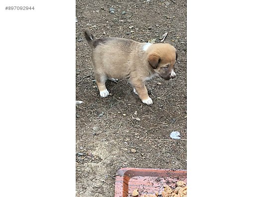 Kopek Diger Irklar 4 Aylik Yavru Ailesini Ariyor Sahibinden Comda 897092944 Kopek Diger Irklar 4 Aylik Yavru Ailesini Ariyor Sahibinden Comda 897092944