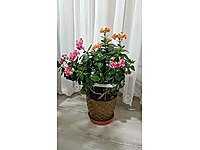 Kalanchoe çiçeği