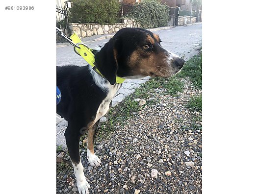 kopek diger irklar ucretsiz beagle av kopegi kirmasi sahibinden comda 981093986 kopek diger irklar ucretsiz beagle av kopegi kirmasi sahibinden comda 981093986